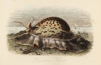 Cauri tigre, Cypraea tigris de Adolph (after) Fries