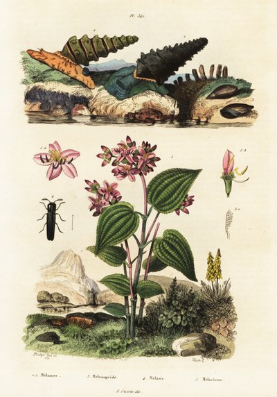 Caracoles trompeta, escarabajos soldado y Clidemia.,1834-1839 (grabado) de Adolph (after) Fries