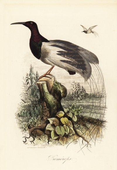 Pájaro de la paz, Seleucidis melanoleucus de Adolph (after) Fries