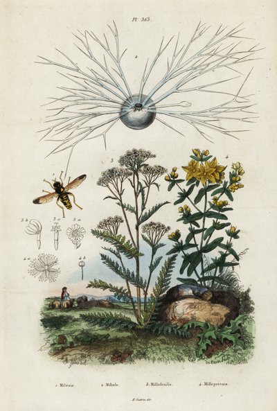 Milenrama, hierba de San Juan, foraminíferos y mosca de la luna, 1834-1839 (grabado) de Adolph (after) Fries