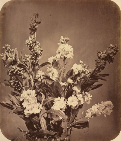 Ramo de Adolphe Braun