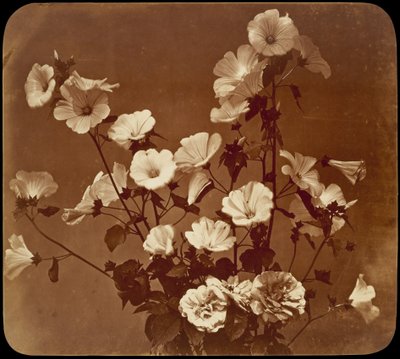 [Estudio floral, rosa de Sharon] de Adolphe Braun