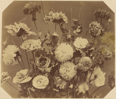 [Flores] de Adolphe Braun