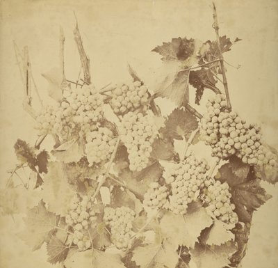 [Uvas] de Adolphe Braun