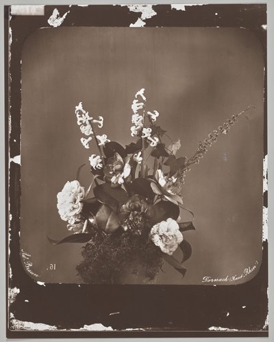 Sin título (arreglo floral) de Adolphe Braun
