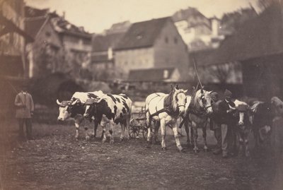 Animales de granja sin título, 1850s de Adolphe Braun