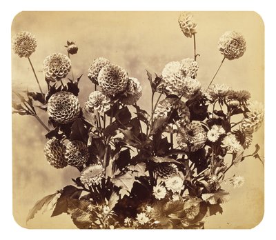 Sin título, c. 1860 de Adolphe Braun