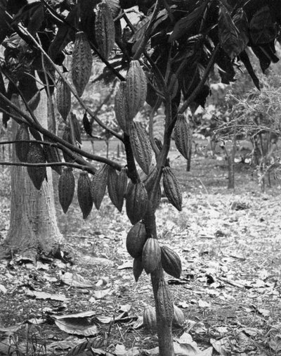 Árbol de cacao, Jamaica, c1905 de Adolphe Duperly and Son