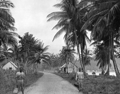 Bosque de cocoteros, Port Antonio, Jamaica de Adolphe Duperly and Son