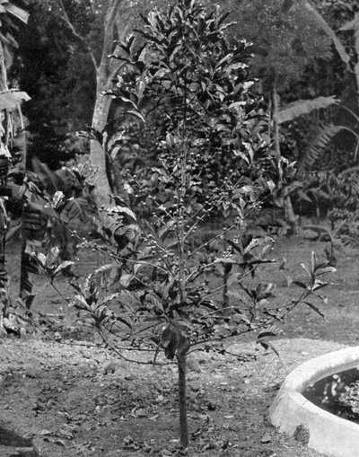 Árbol de café, Jamaica, c. 1905 de Adolphe Duperly and Son