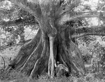 Árbol de algodón de Tom Cringle, Spanish Town Road, Jamaica, c. 1905 de Adolphe Duperly and Son