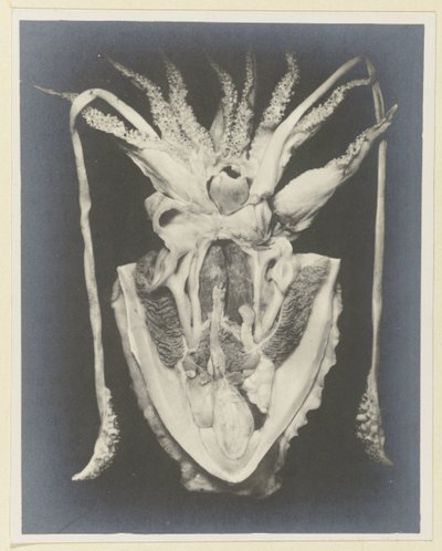 Anatomía de un calamar Anatomy de la Seiche (título sobre el objeto) de Adolphe Louis Donnadieu