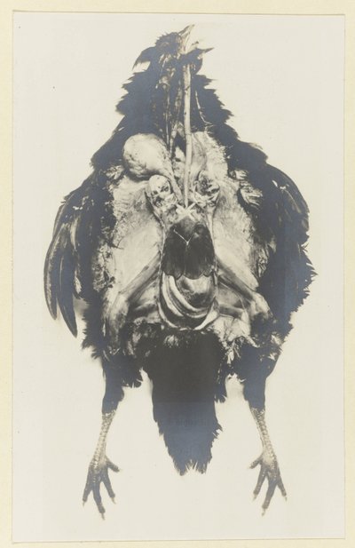 Anatomía de un pollo Anatomía de la poule de Adolphe Louis Donnadieu