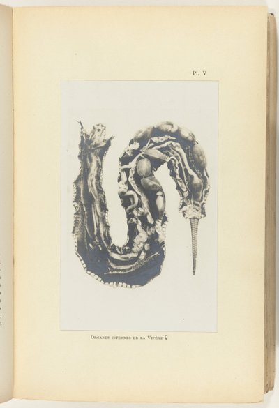 Víbora abierta con los órganos visibles Organes internes de la Vipere (título sobre objeto) de Adolphe Louis Donnadieu