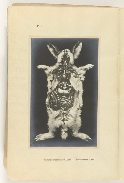 Conejo abierto con los órganos visibles Organes internes du lapin -Fotografía a seg de Adolphe Louis Donnadieu