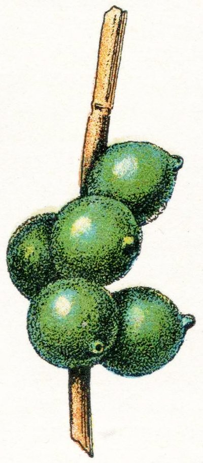 Huevos de sepia de Adolphe Philippe Millot