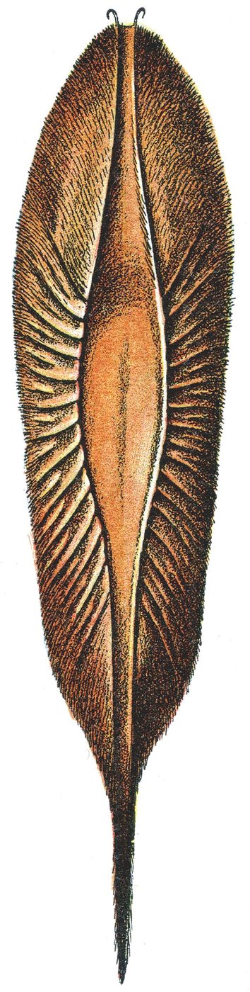 Estuche de huevo de una quimera de Adolphe Philippe Millot