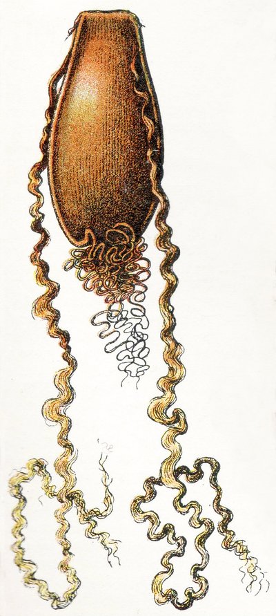 Estuche de huevo de tiburón gato (Scyliorhinus), 1923 de Adolphe Philippe Millot