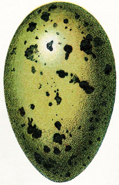 Huevo de un colimbo común, 1923 de Adolphe Philippe Millot