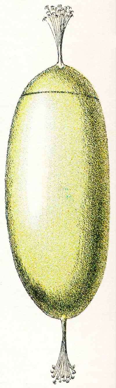 Huevo de una lamprea, 1923 de Adolphe Philippe Millot