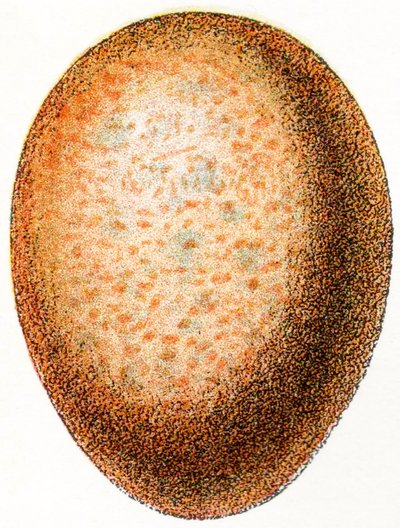Huevo de halcón, 1923 de Adolphe Philippe Millot