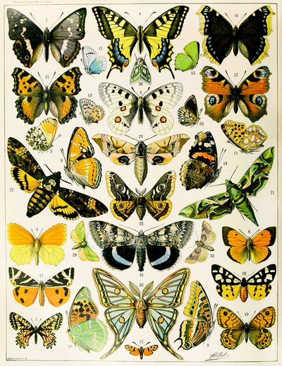 Ilustración de mariposas y polillas c.1923 de Adolphe Philippe Millot