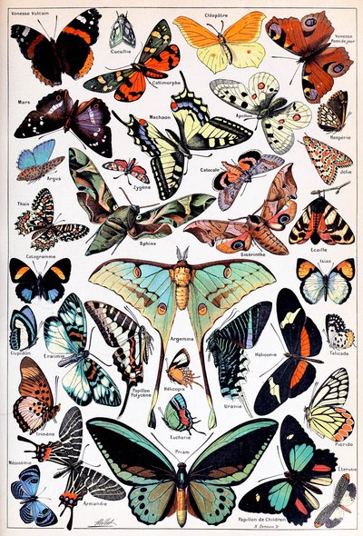 Ilustración de mariposas y polillas c.1923 de Adolphe Philippe Millot