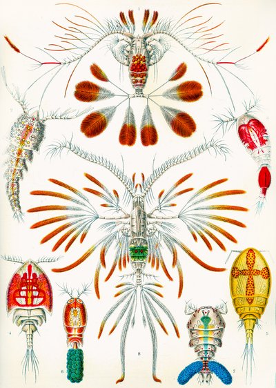 Ilustración de copépodos de Adolphe Philippe Millot