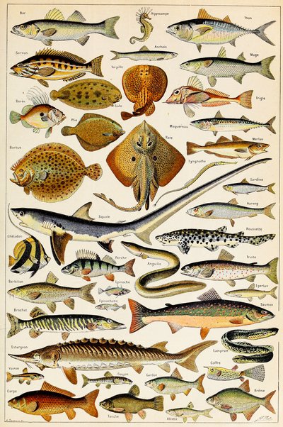 Ilustración de peces comestibles de Adolphe Philippe Millot