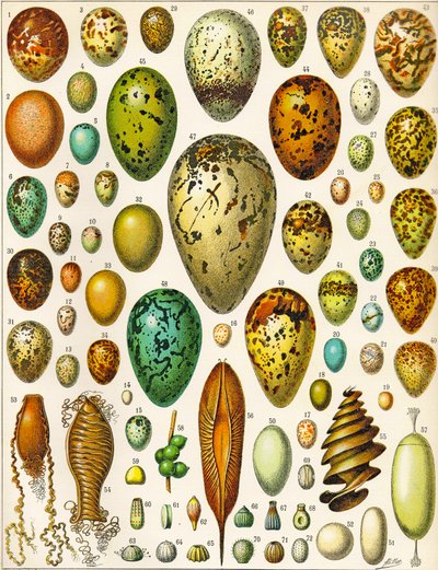 Ilustración de huevos de Adolphe Philippe Millot