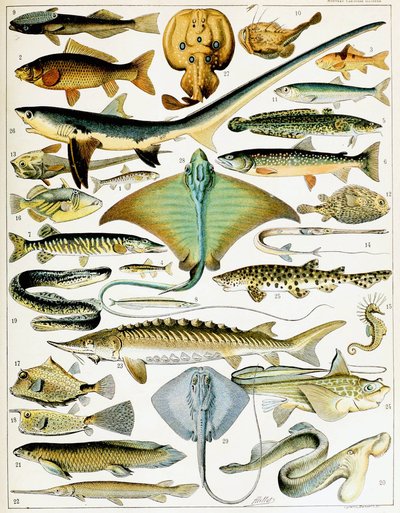 Ilustración de pez c.1923 de Adolphe Philippe Millot