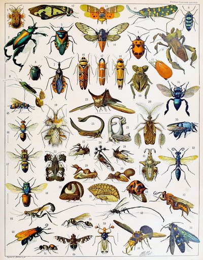 Ilustración de insectos c.1923 de Adolphe Philippe Millot