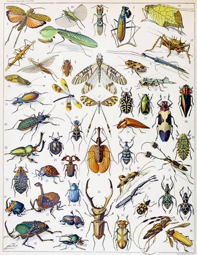 Ilustración de insectos c.1923 de Adolphe Philippe Millot