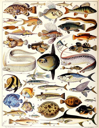 Ilustración de peces marinos c.1923 de Adolphe Philippe Millot