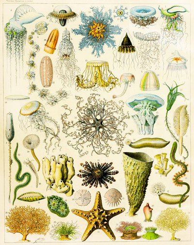 Ilustración de organismos marinos c.1923 de Adolphe Philippe Millot