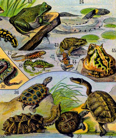Ilustración de reptiles y anfibios de Adolphe Philippe Millot