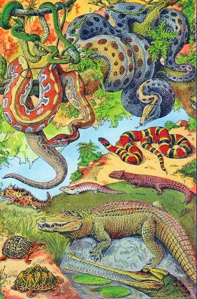 Ilustración de reptiles de Adolphe Philippe Millot