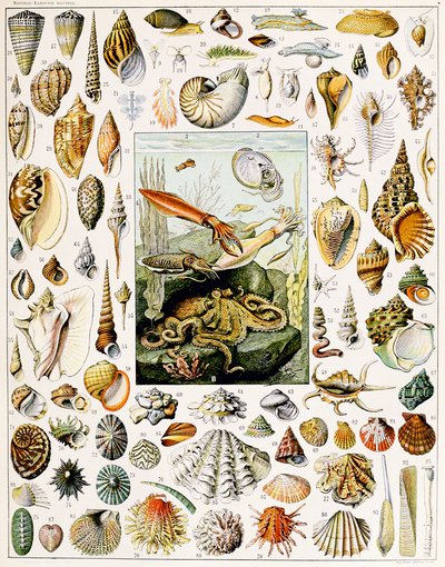 Ilustración de conchas marinas c.1923 de Adolphe Philippe Millot