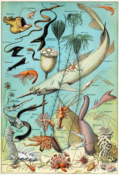 Ilustración de una escena submarina de aguas profundas de Adolphe Philippe Millot