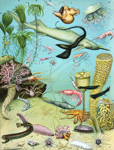 Ilustración de un ecosistema de aguas profundas de Adolphe Philippe Millot