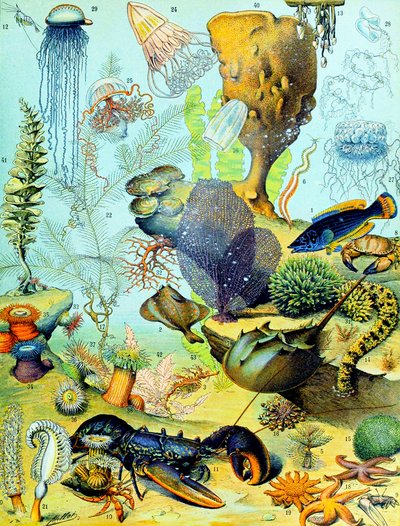 Ilustración de una escena submarina de Adolphe Philippe Millot