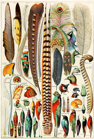 Ilustración de plumas y aves c.1923 de Adolphe Philippe Millot