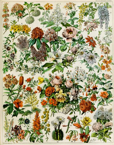Ilustración de plantas con flores c.1923 de Adolphe Philippe Millot