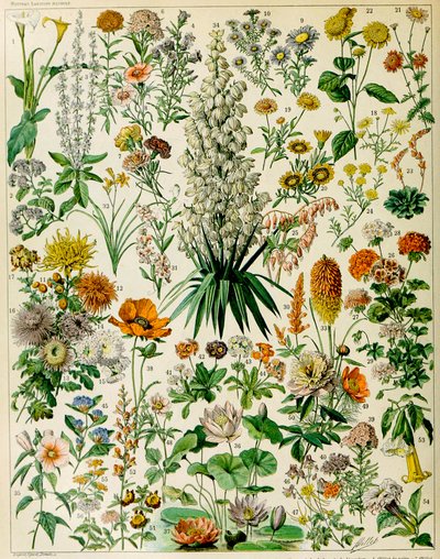 Ilustración de plantas con flores c.1923 de Adolphe Philippe Millot