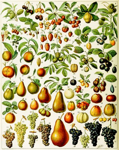 Ilustración de frutas c.1923 de Adolphe Philippe Millot