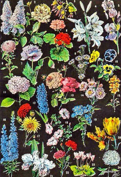 Ilustración de flores de jardín de Adolphe Philippe Millot