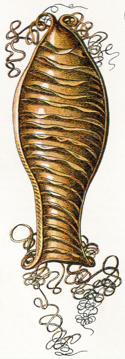 Estuche de huevo acanalado de tiburón gato (Scyliorhinus), 1923 de Adolphe Philippe Millot