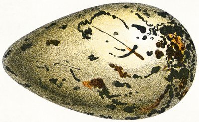 Huevo de un alca gigante, 1923 de Adolphe Philippe Millot