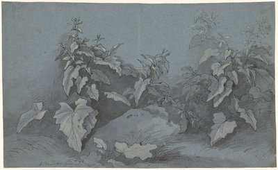 Estudio de la planta de Adriaan Boudewyns