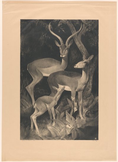 Gamos africanos (título original del objeto) de Adriaan J. van 